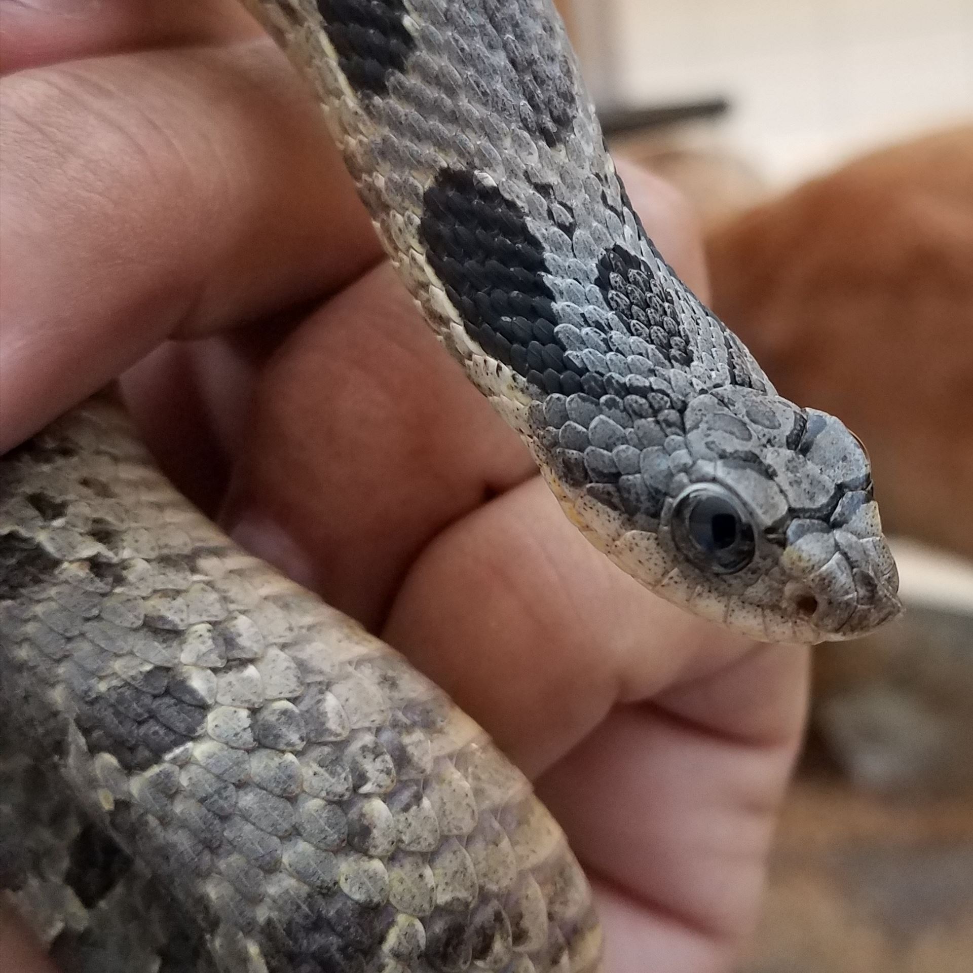 pine snake at event
