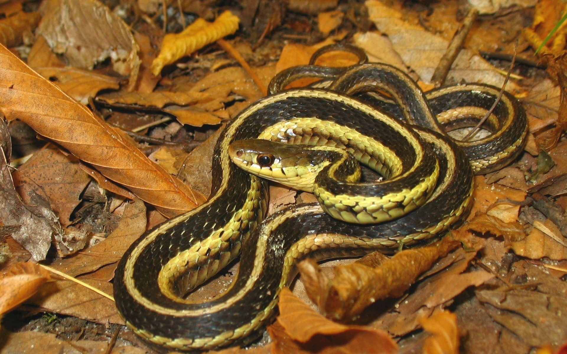 image of a garter snake in dead leaves