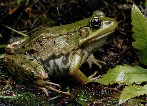 image of a green frog