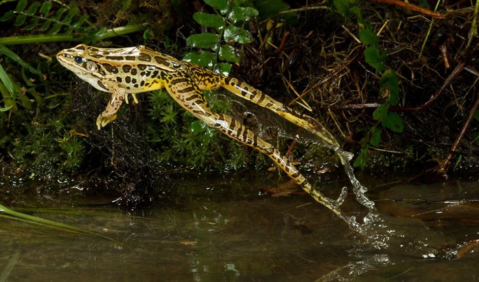image of a pickerel frog