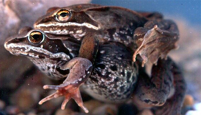 image of wood frogs mating