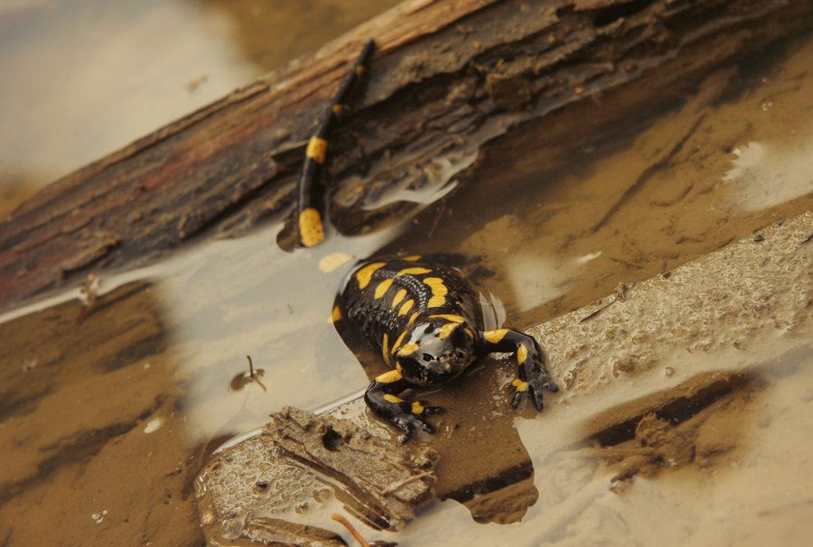 image of a spotted salamander