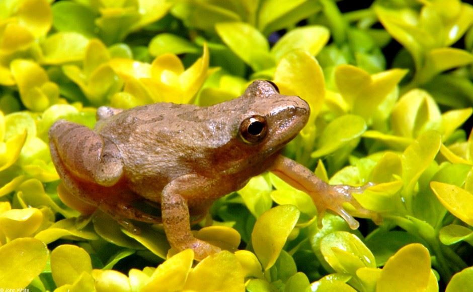 image of a spring peeper