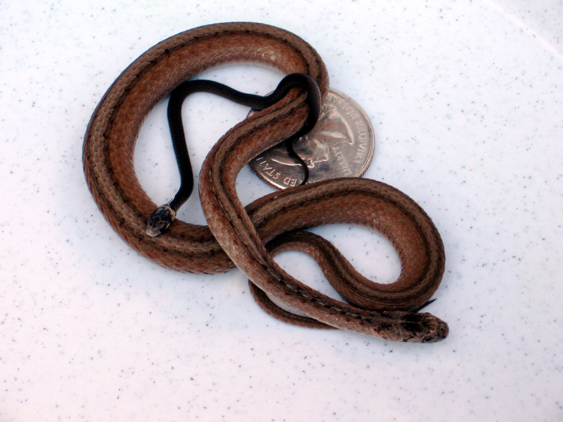 eastern brown snake with a coin