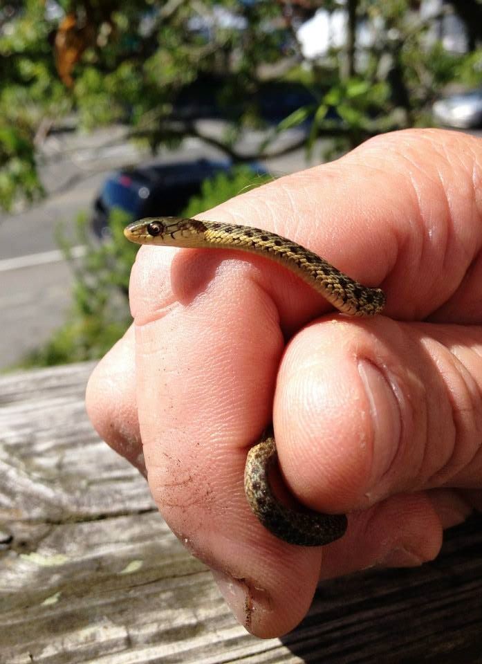 image of baby garter snake in human hand