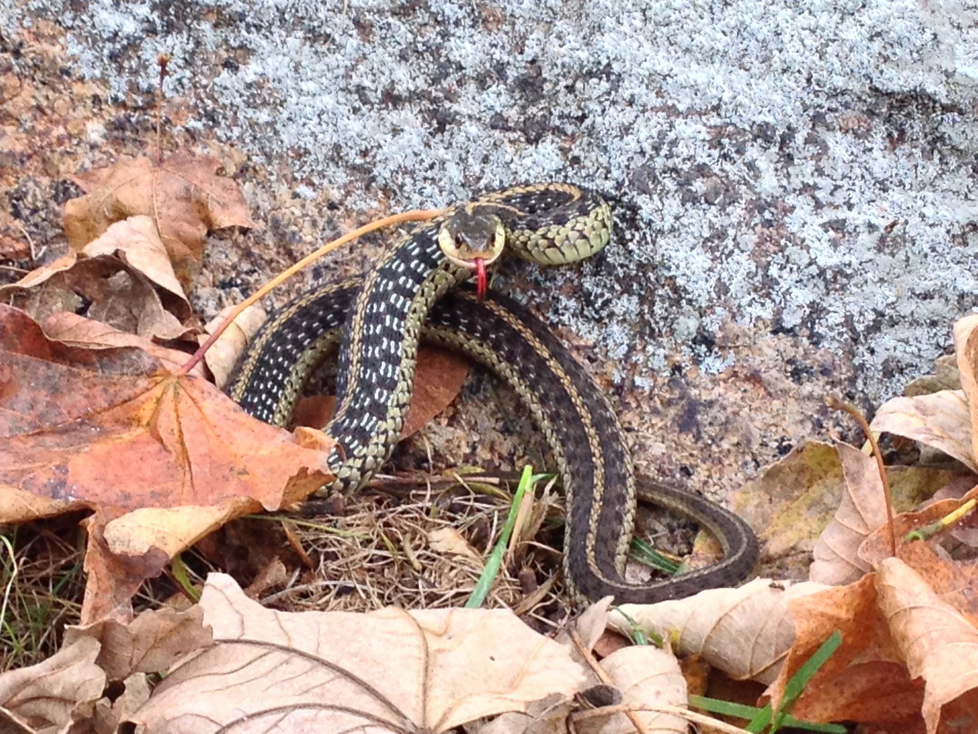 image of garter snake in dead leaves with tongue out